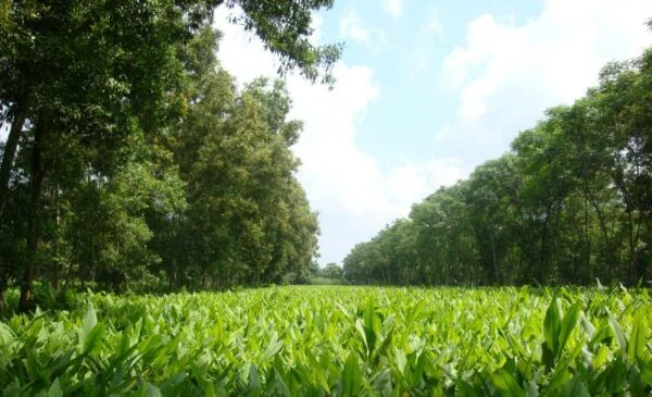 Agroforesty-with-turmatic