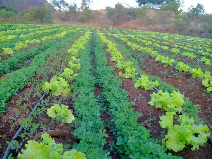 Multiple cropping or intercropping. 