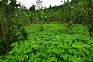 Best Agroforestry Species for Bangladesh
