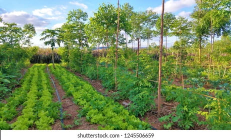 Best Agroforestry Species for Bangladesh