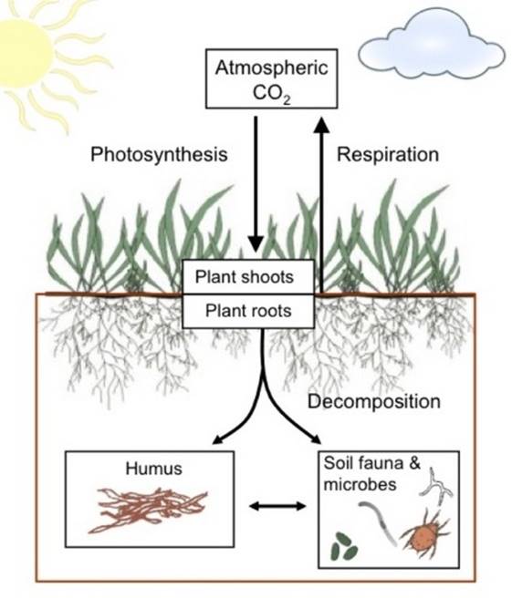 CARBON SEQUESTRATION