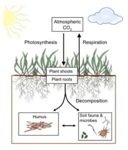 Carbon-sequestration-The Passionate on Regenerative Farming