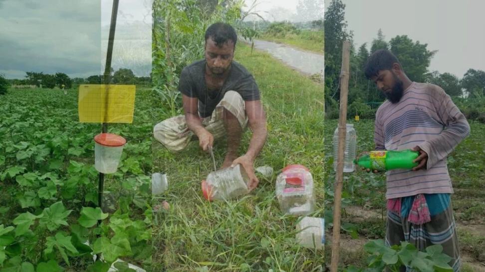 Home Made yellow sticky trap