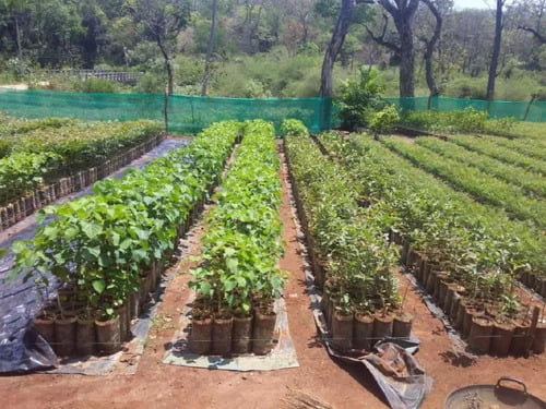 Indigenous Tree & Shrub Nursery