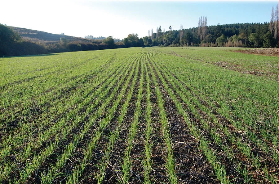 No-Till-Grows-Beyond-The-Borders