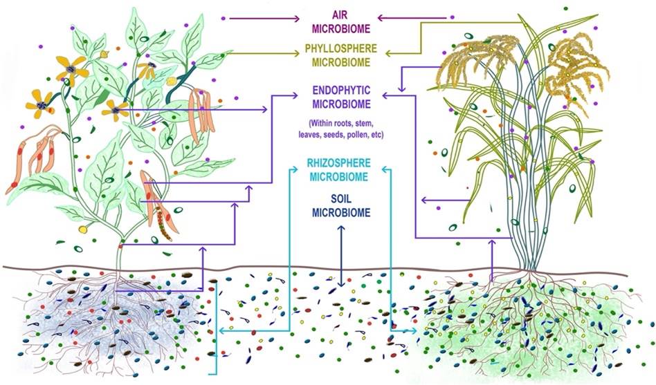 Plant Microbiome