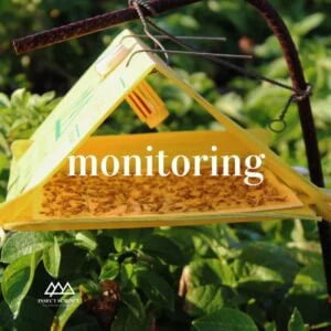 Preparing Home-Made Yellow Sticky Traps