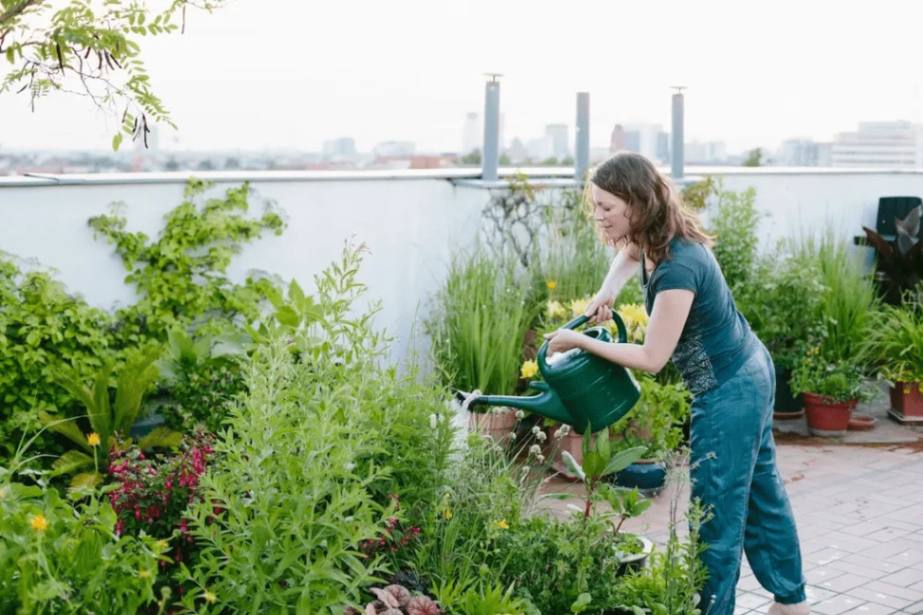 Roof-top-gardening