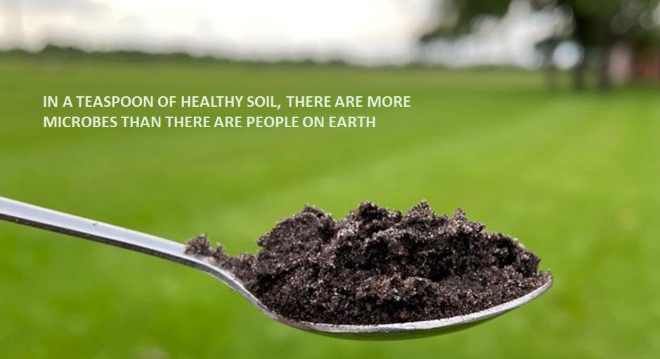 Spoon-with-healthy-soil