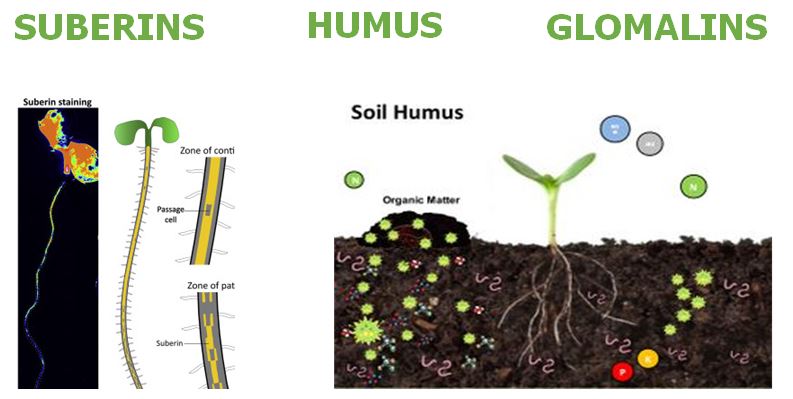 Suberins-humus-glomalins