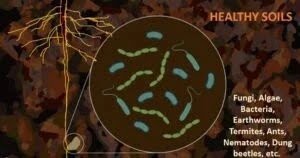 The-Passionate-on-Regenerative-Farming