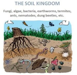 The-soil-kingdom-The Passionate on Regenerative Farming