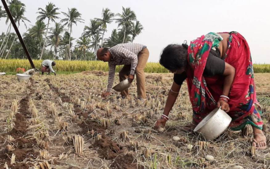 zero-Tillage-technology