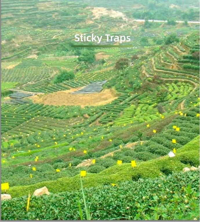 Yellow-sticky-trap-