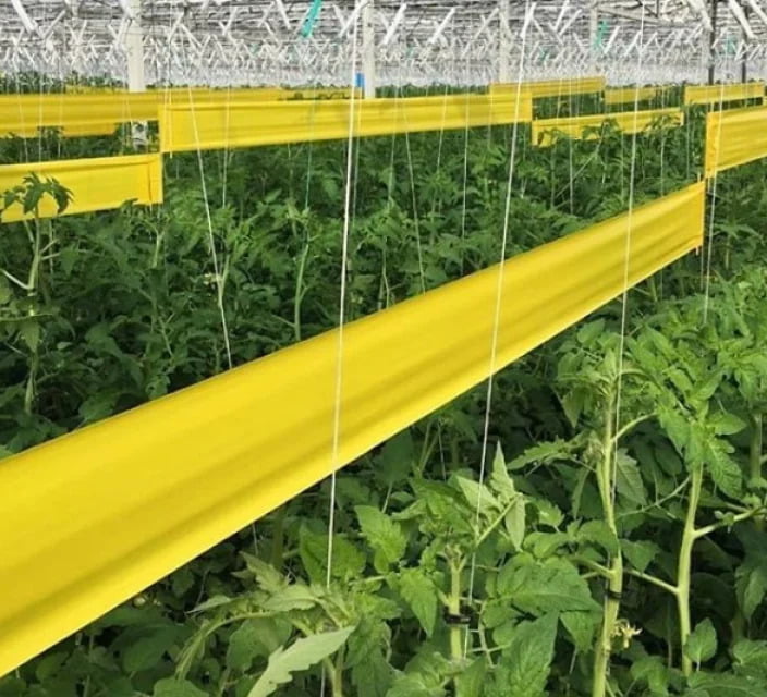 Yellow-sticky-trap-in-the-vegetable-Farm