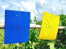 aphids-moths-leafhoppers