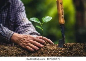 plant-tree-passion-fruit-strong