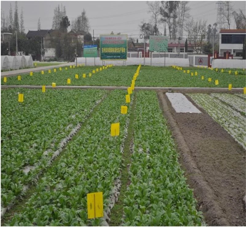 yellow-sticky-traps-vegetable farm