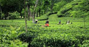 Agroforestry Key Sustainable Agriculture practice