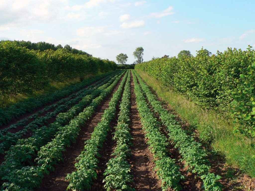 Agroforestry practices examples