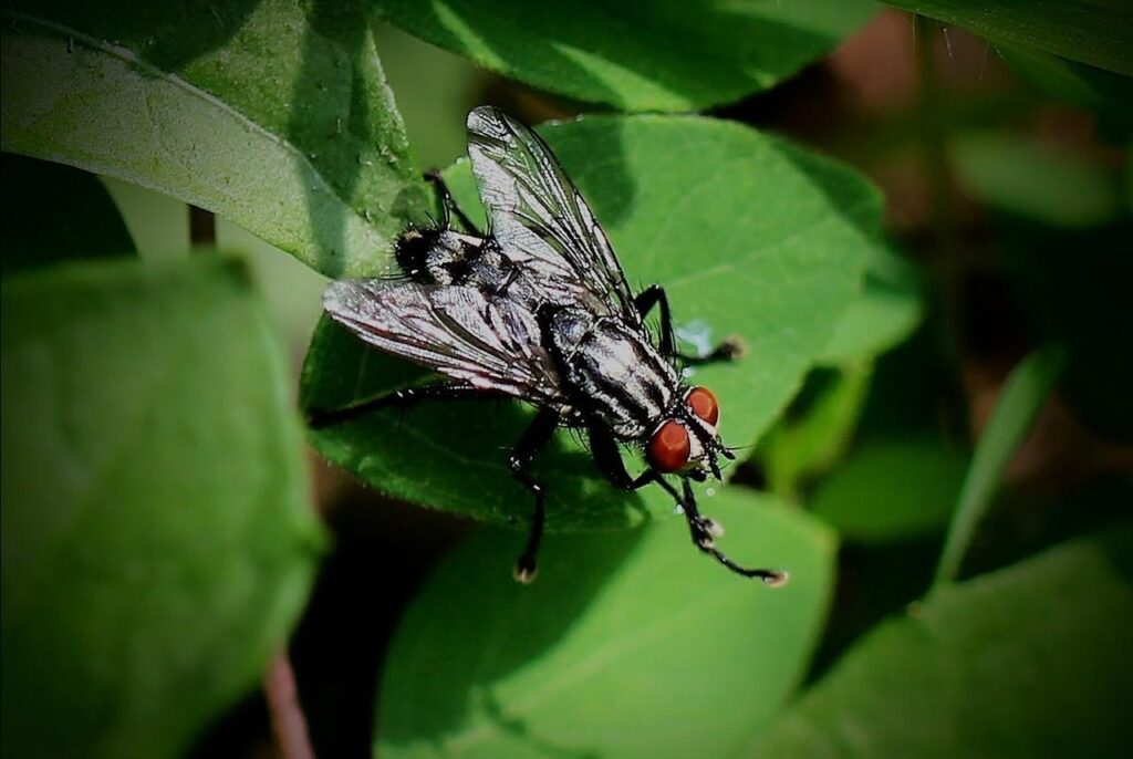 Carbon Sequestration