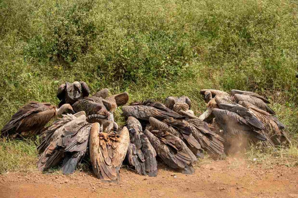 How is climate change affecting animals