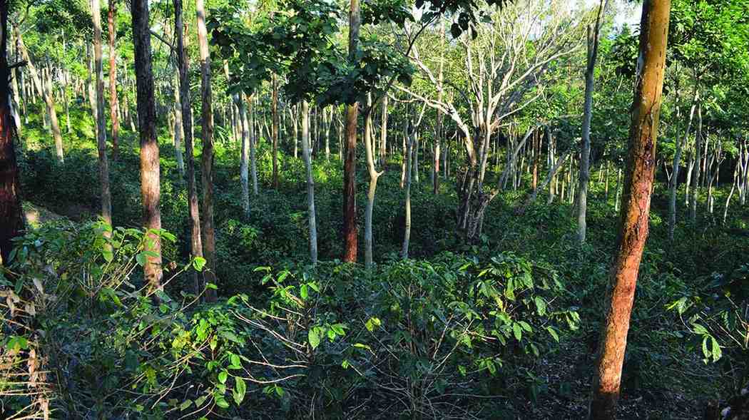 Overcoming Species Selection Challenges in Waterlogged Areas for Agroforestry