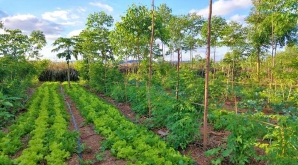 Producing Nutritional Food and Achieving Net-Zero Emissions Through Agroforestry