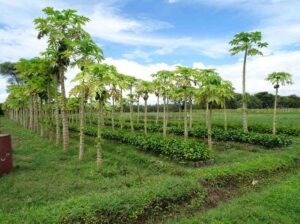 Inter Cropping with Agroforestry