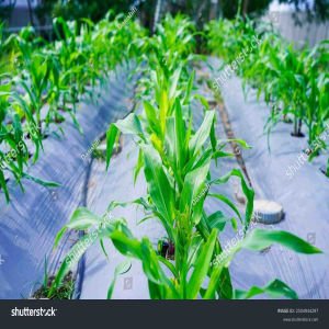 Biodegradable products