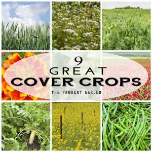 cover crop seed