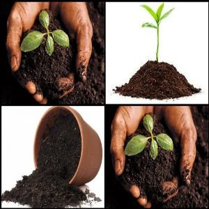 gardening soil